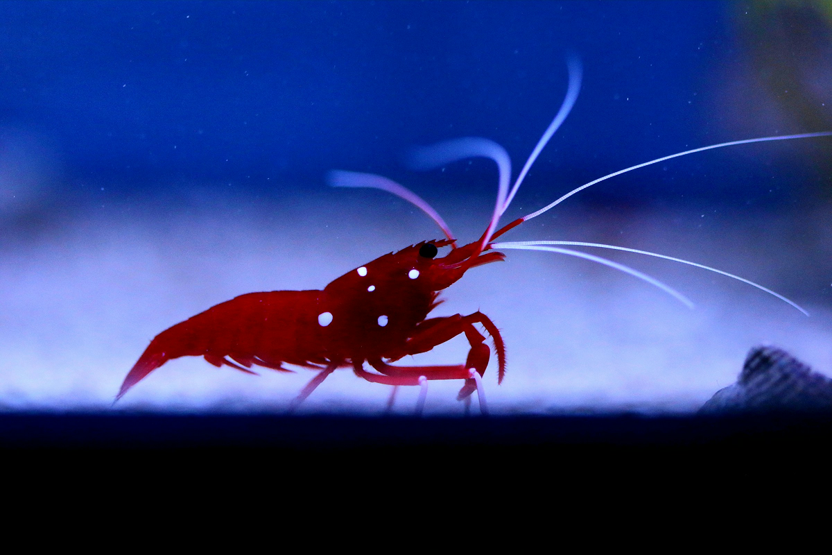 Cherry Shrimp